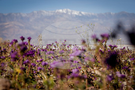 Death Valley Superbloom