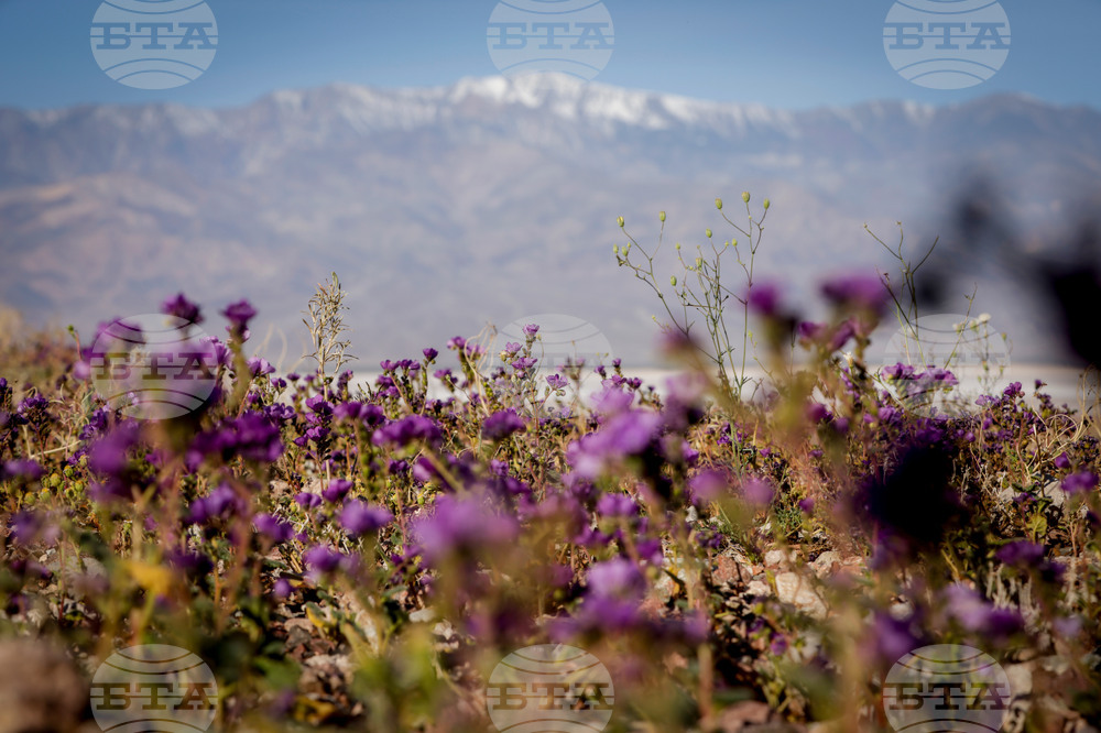 Death Valley Superbloom