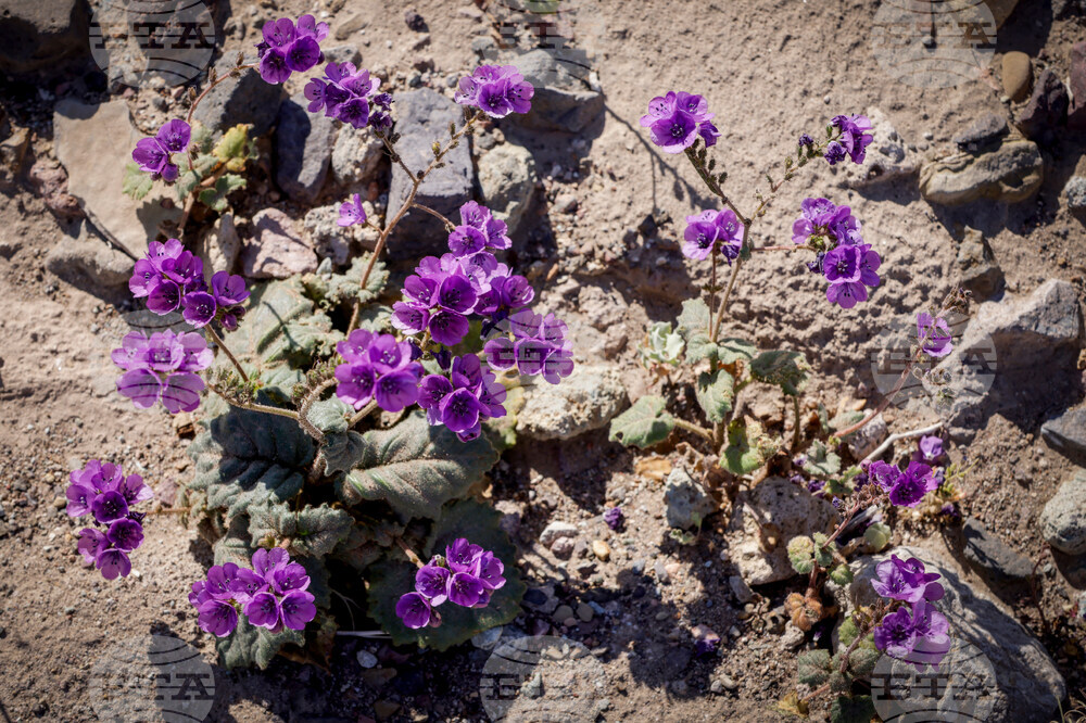 Death Valley Superbloom
