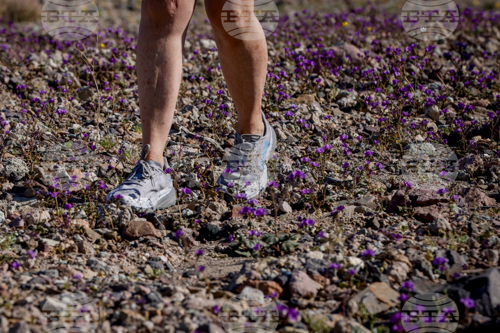 Death Valley Superbloom