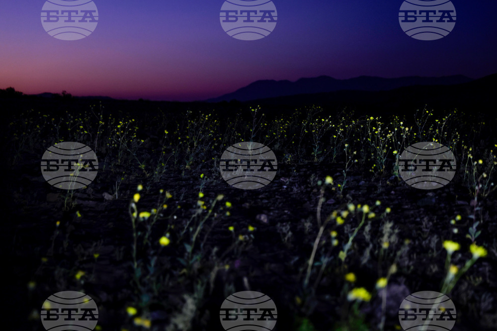 Death Valley Superbloom