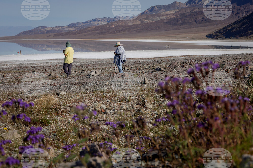 Death Valley Superbloom