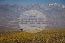 Death Valley Superbloom