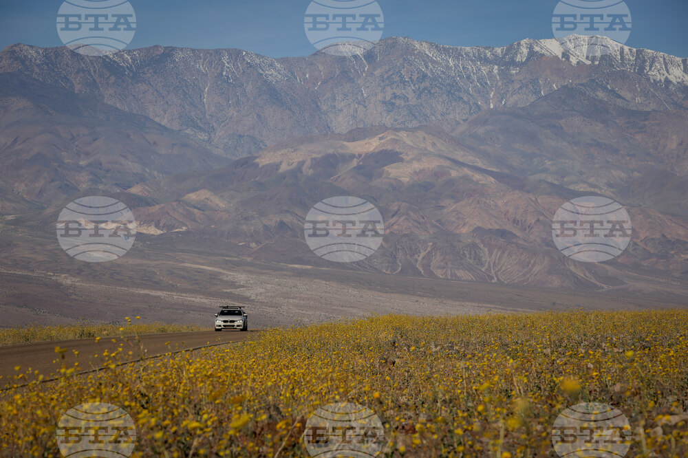 Death Valley Superbloom