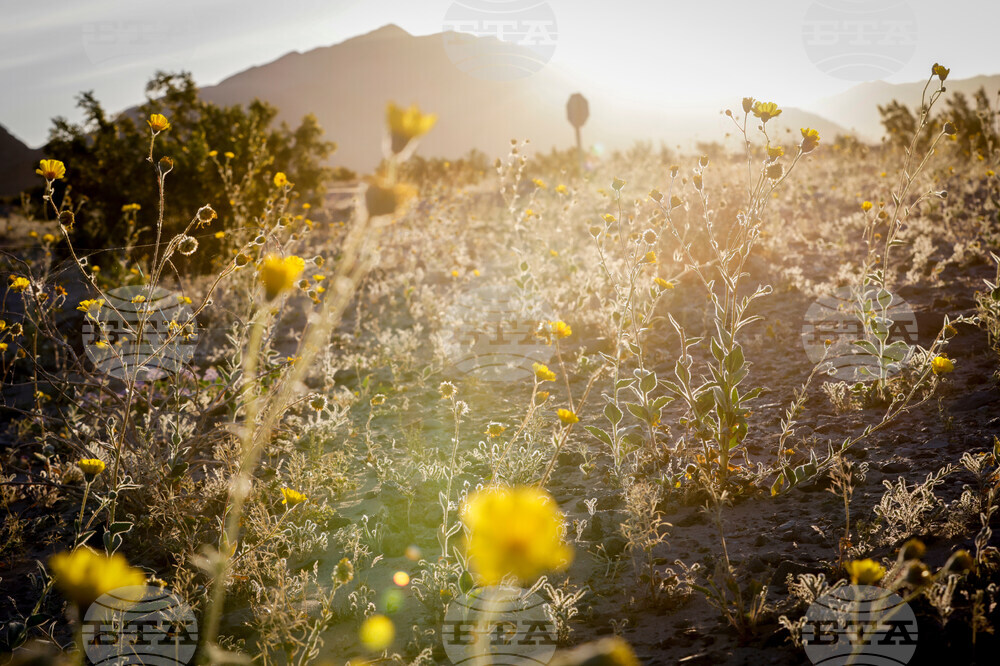 Death Valley Superbloom