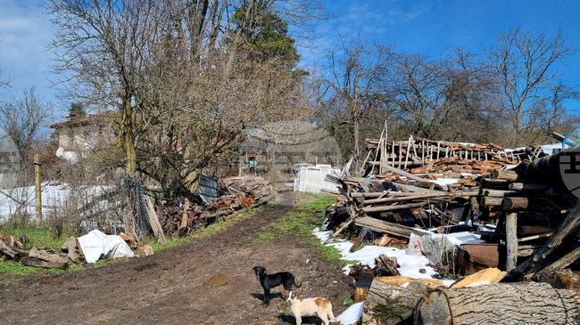 На територията на община Свищов започва масирано преброяване на бездомните кучета във връзка с овладяване на популацията им