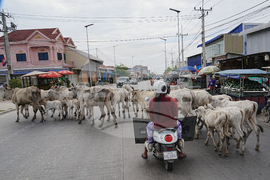 Cambodia Daily Life