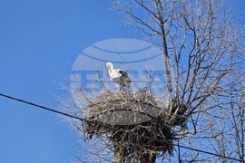 Село Ружинци - щъркел