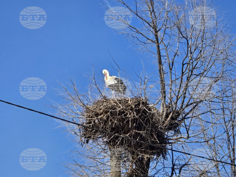 Село Ружинци - щъркел