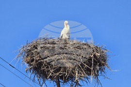 Село Ружинци - щъркел
