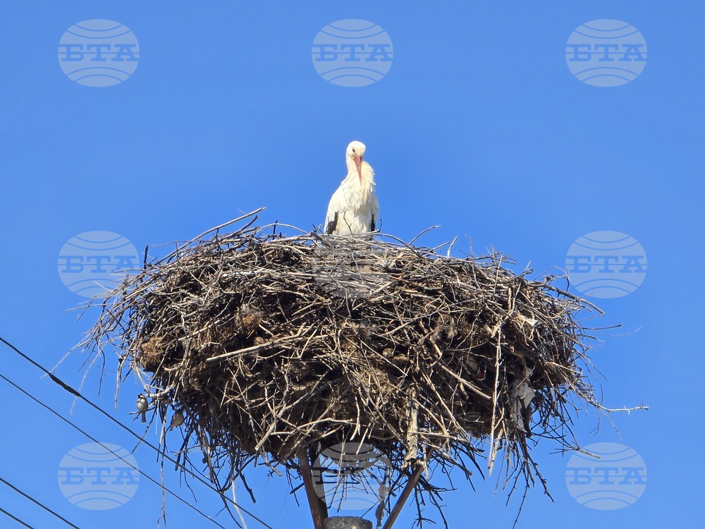 Село Ружинци - щъркел