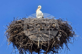 Село Ружинци - щъркел