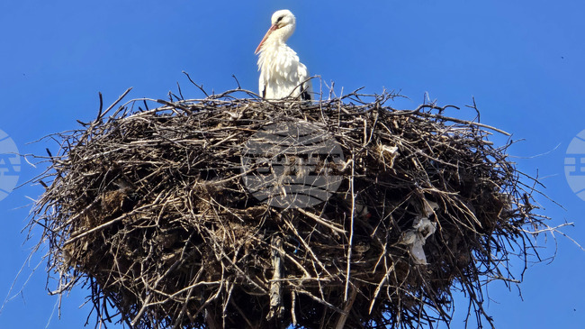European Stork Village of Belozem Welcomes First Stork Egg for 2026