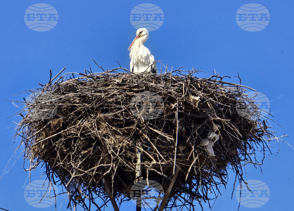 Село Ружинци - щъркел