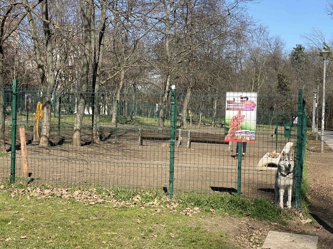 Столичният инспекторат засили контрола: над 340 проверки на стопани на домашни кучета от началото на годината