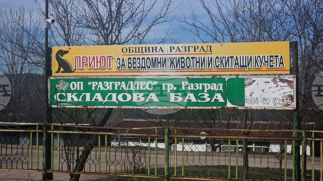 Деца организират благотворителен базар в помощ на бездомните животни в Разград