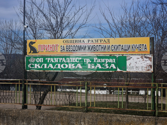 Деца организират благотворителен базар в помощ на бездомните животни в Разград