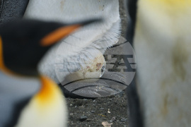 Climate Penguins Adapting