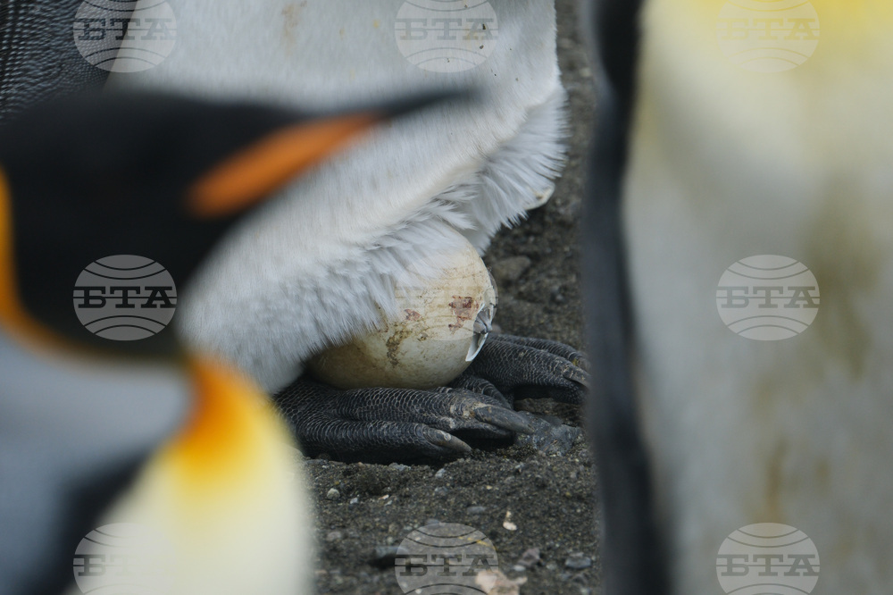 Climate Penguins Adapting