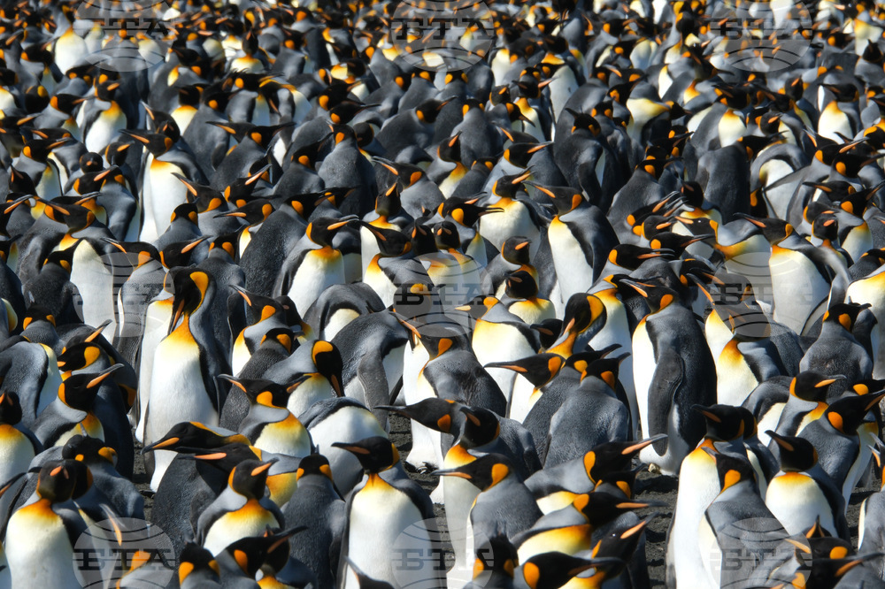 Climate Penguins Adapting