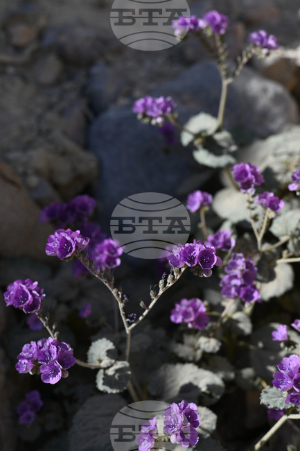 Death Valley Superbloom