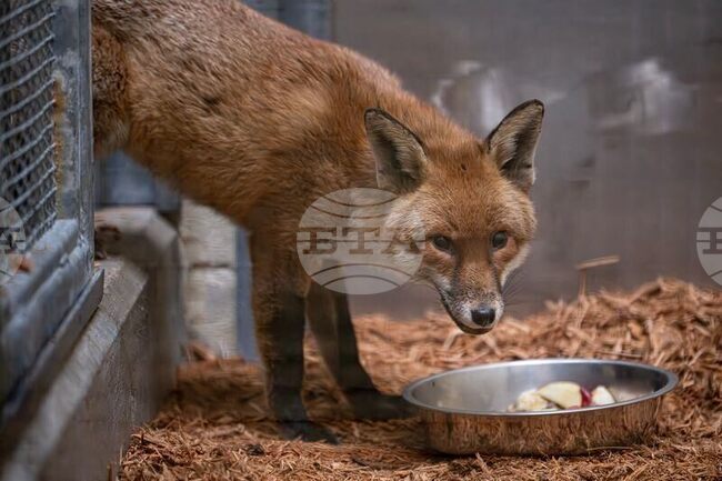 Лисица пътува "нелегално" с товарен кораб от Англия до САЩ 