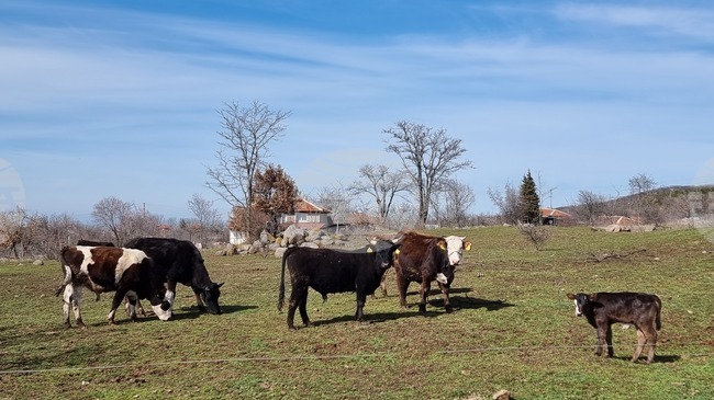 Прокуратурата в Смолян се самосезира заради данни за 321 несъществуващи животни и получени за тях субсидии