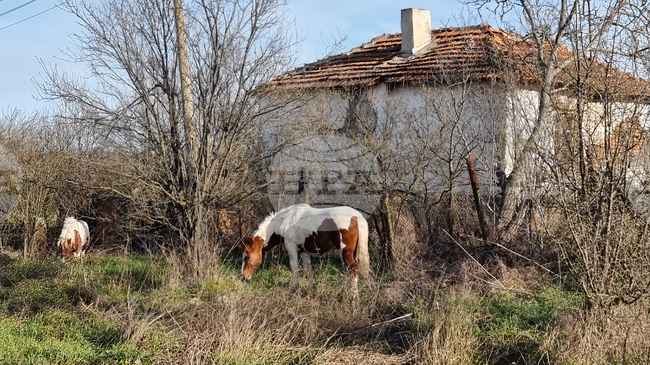 Откраднати са четири коня от землището на павелбанското село Търничени