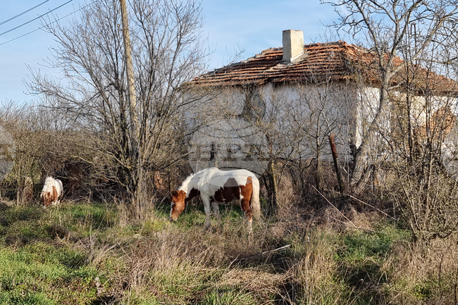 Откраднати са четири коня от землището на павелбанското село Търничени