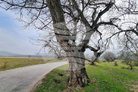 Село Сърцево - черни тополи