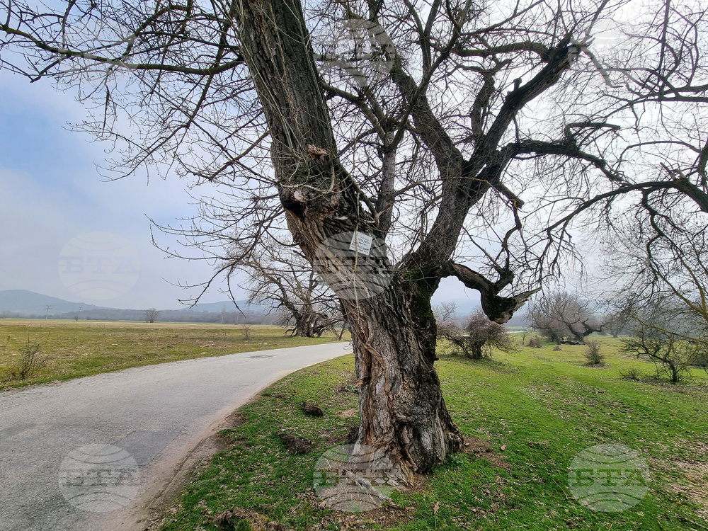 Село Сърцево - черни тополи