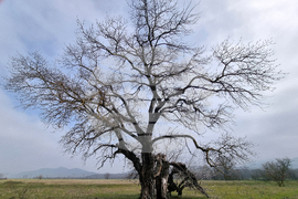Село Сърцево - черни тополи