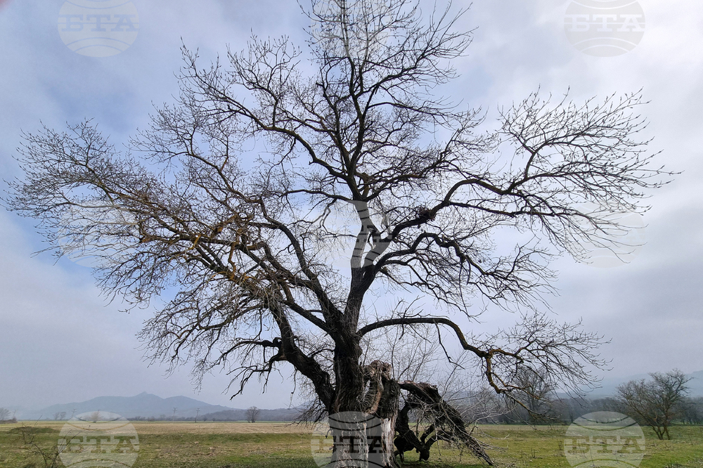 Село Сърцево - черни тополи