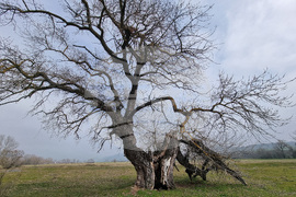 Село Сърцево - черни тополи