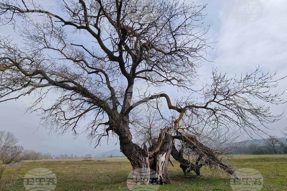Село Сърцево - черни тополи