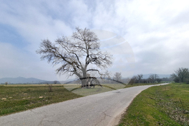Село Сърцево - черни тополи