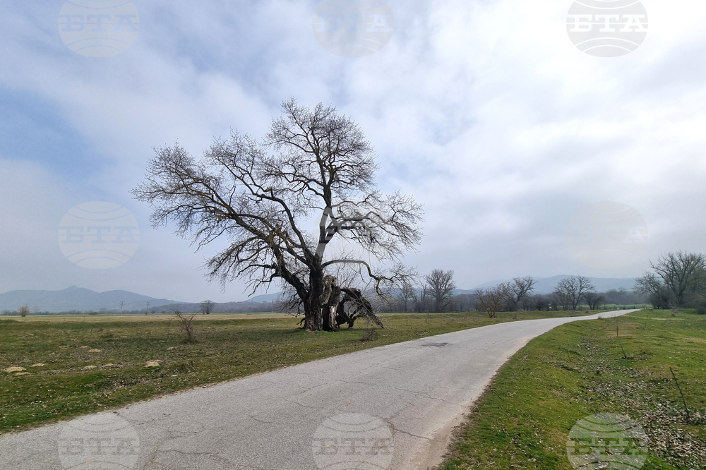 Село Сърцево - черни тополи
