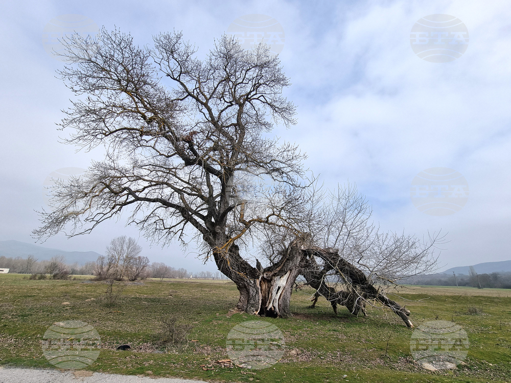 Село Сърцево - черни тополи