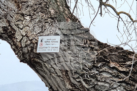 Село Сърцево - черни тополи