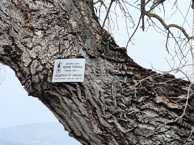 Село Сърцево - черни тополи