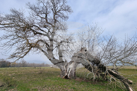 Село Сърцево - черни тополи