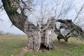 Село Сърцево - черни тополи