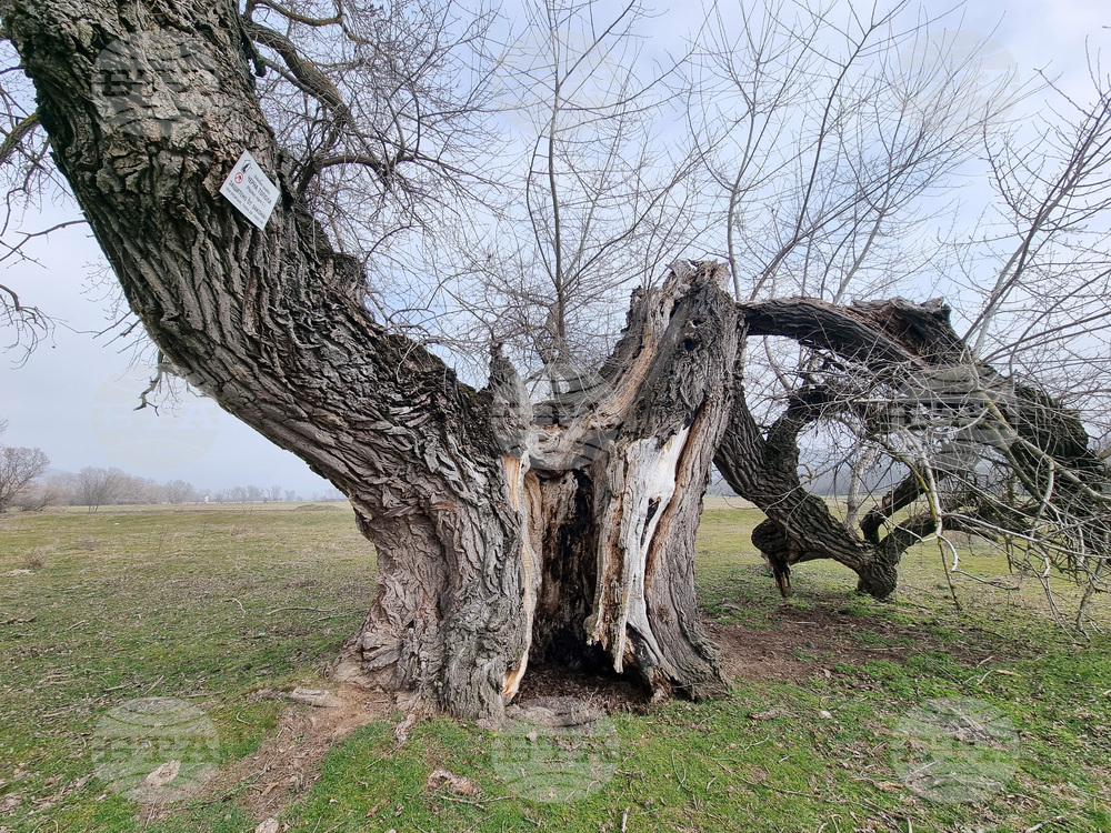 Село Сърцево - черни тополи