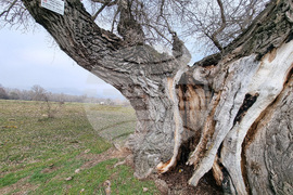 Село Сърцево - черни тополи