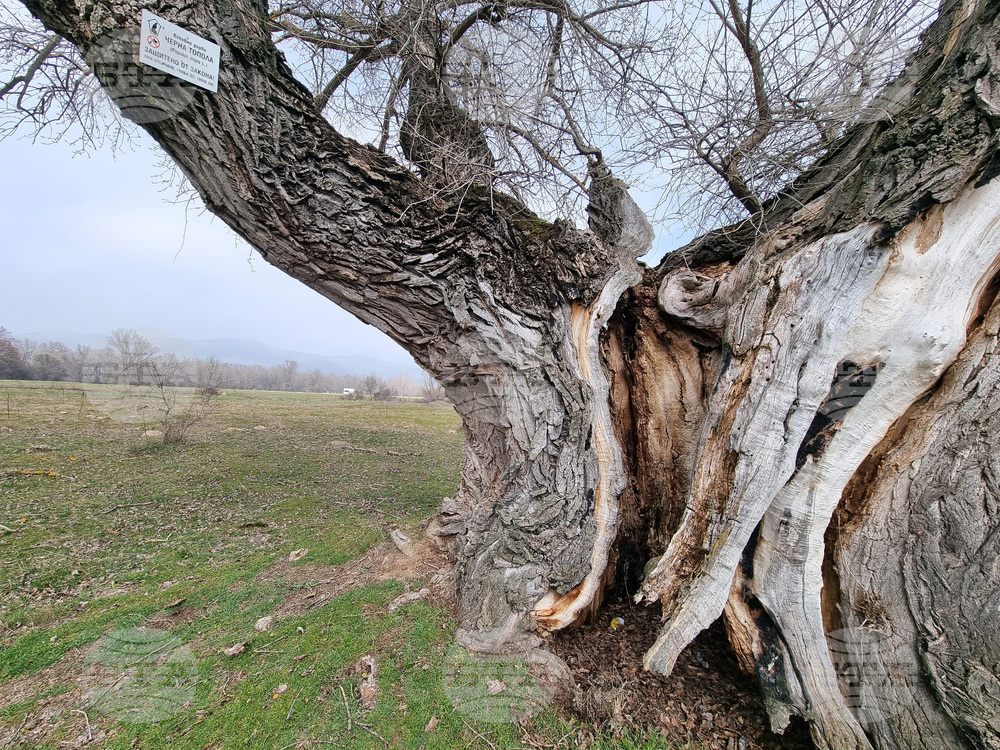 Село Сърцево - черни тополи