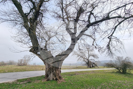 Село Сърцево - черни тополи