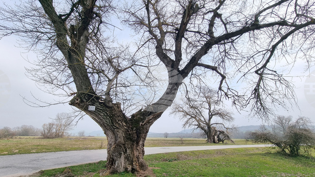 Край твърдишкото село Сърцево растат вековни дървета от вида черна топола, които са обявени за защитени