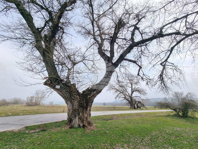 Край твърдишкото село Сърцево растат вековни дървета от вида черна топола, които са обявени за защитени