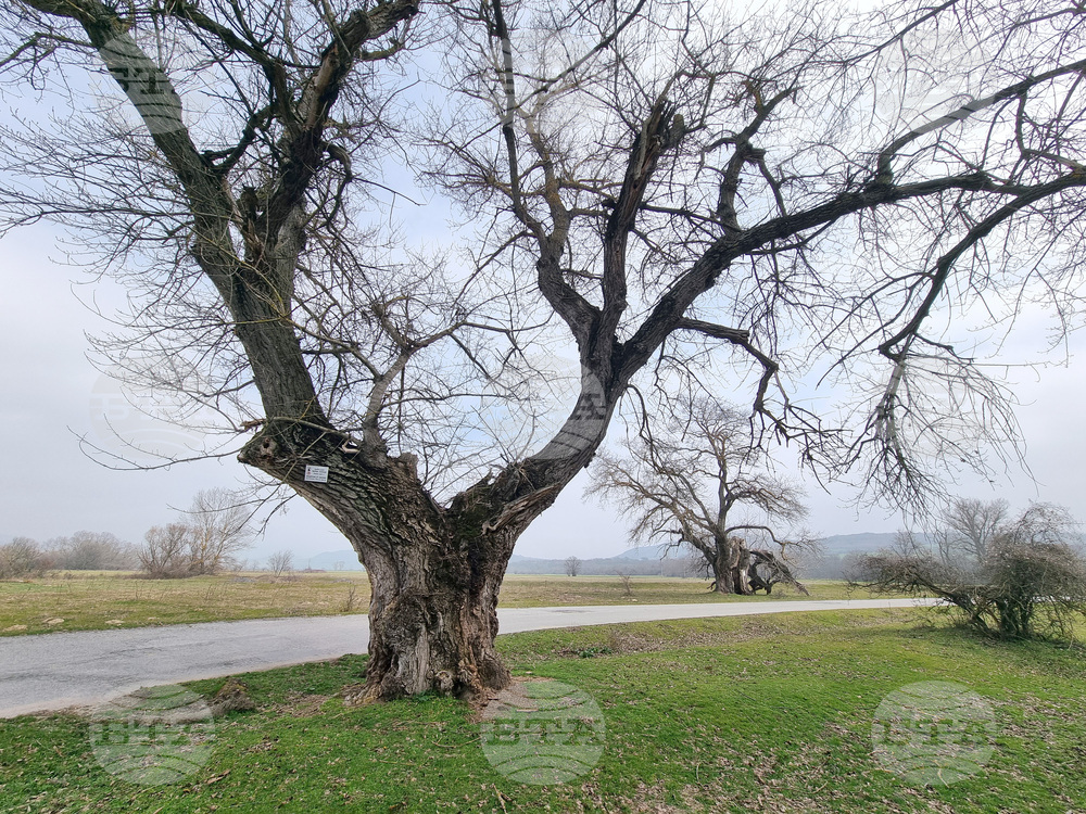 Село Сърцево - черни тополи