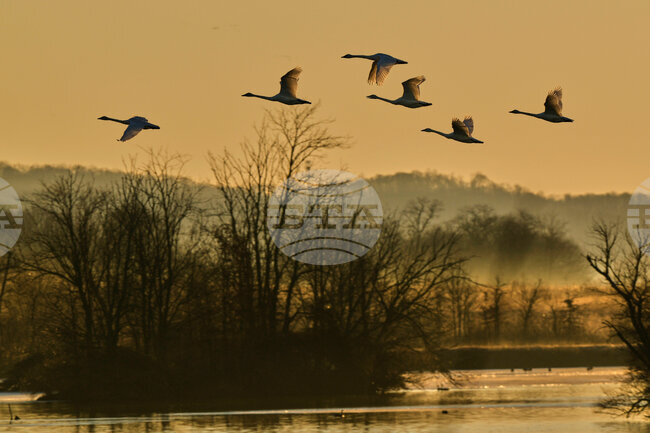 Snow Geese